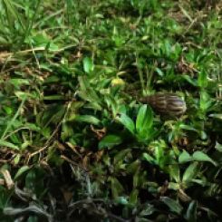 Snail in the green grass